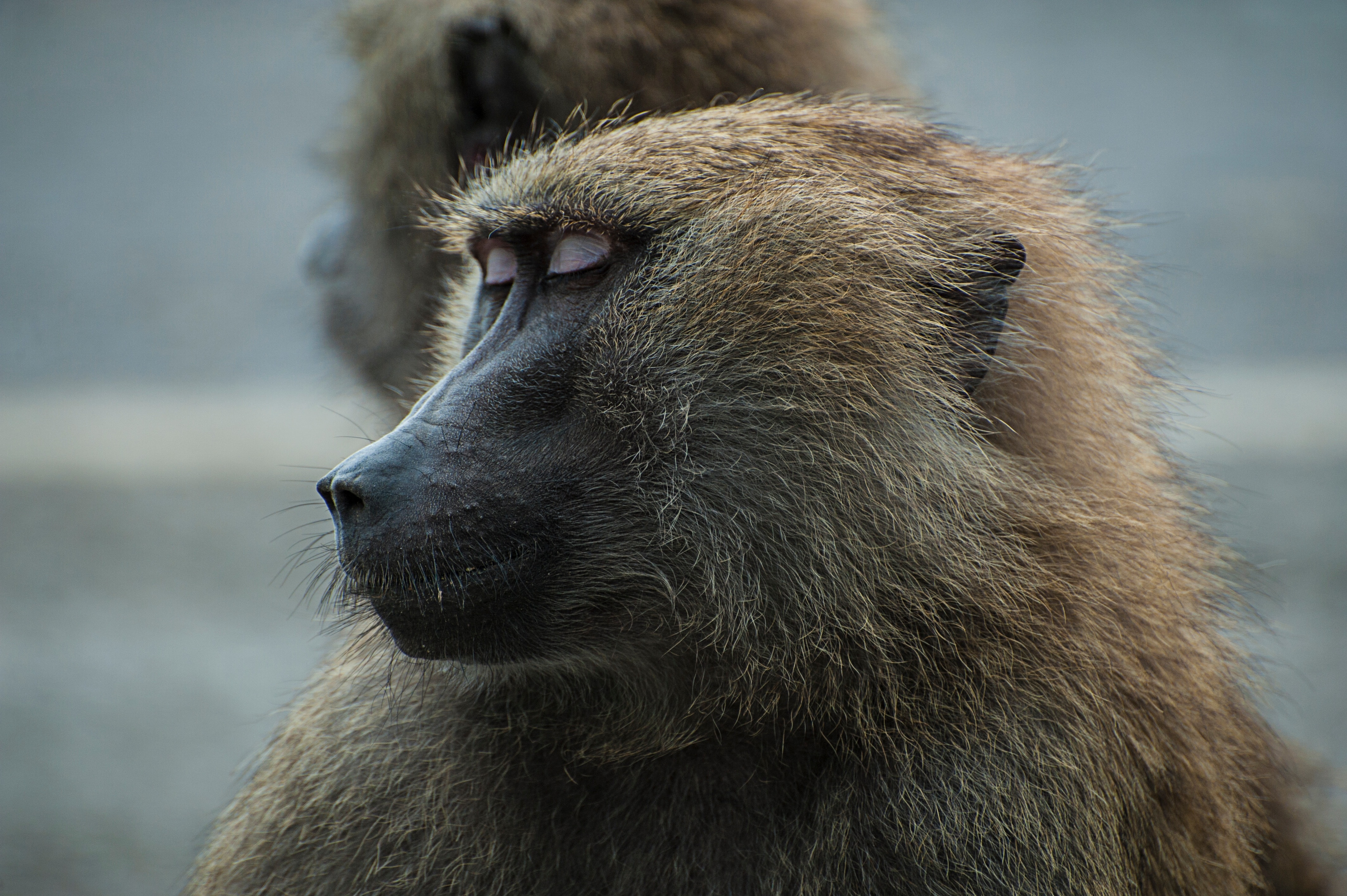 primate with closed eyes