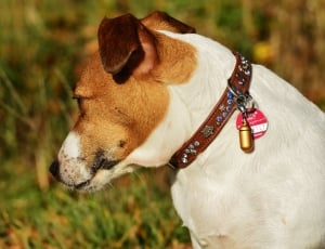 Terrier, Dog, Animal, Pet, Jack Russell, one animal, domestic animals thumbnail