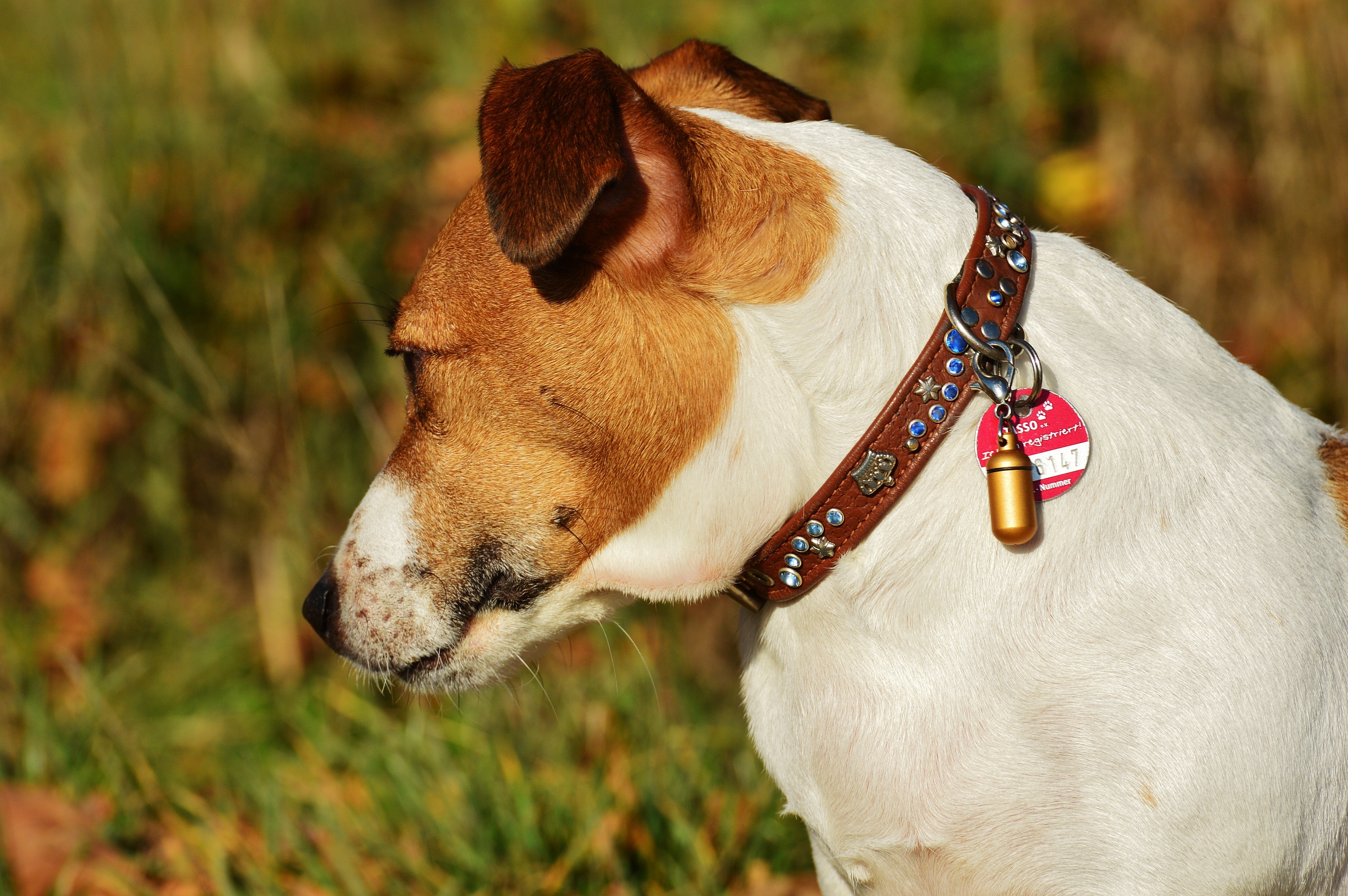 Terrier, Dog, Animal, Pet, Jack Russell, one animal, domestic animals