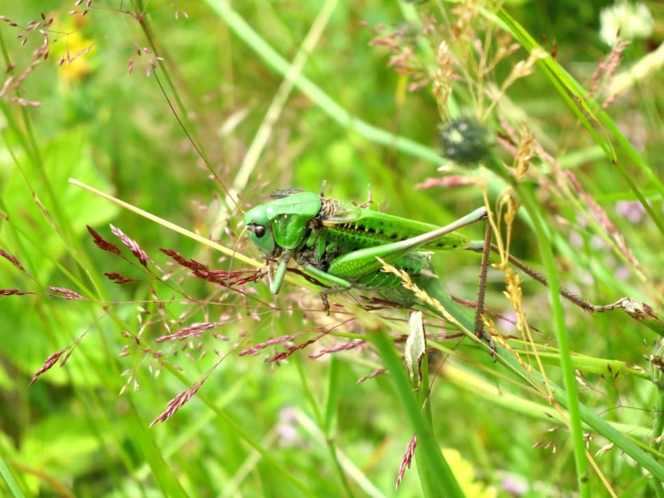 Nature, France, Grasshopper, Green, one animal, animals in the wild preview