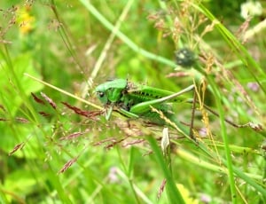 Nature, France, Grasshopper, Green, one animal, animals in the wild thumbnail