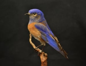 brown and blue feathered bird thumbnail