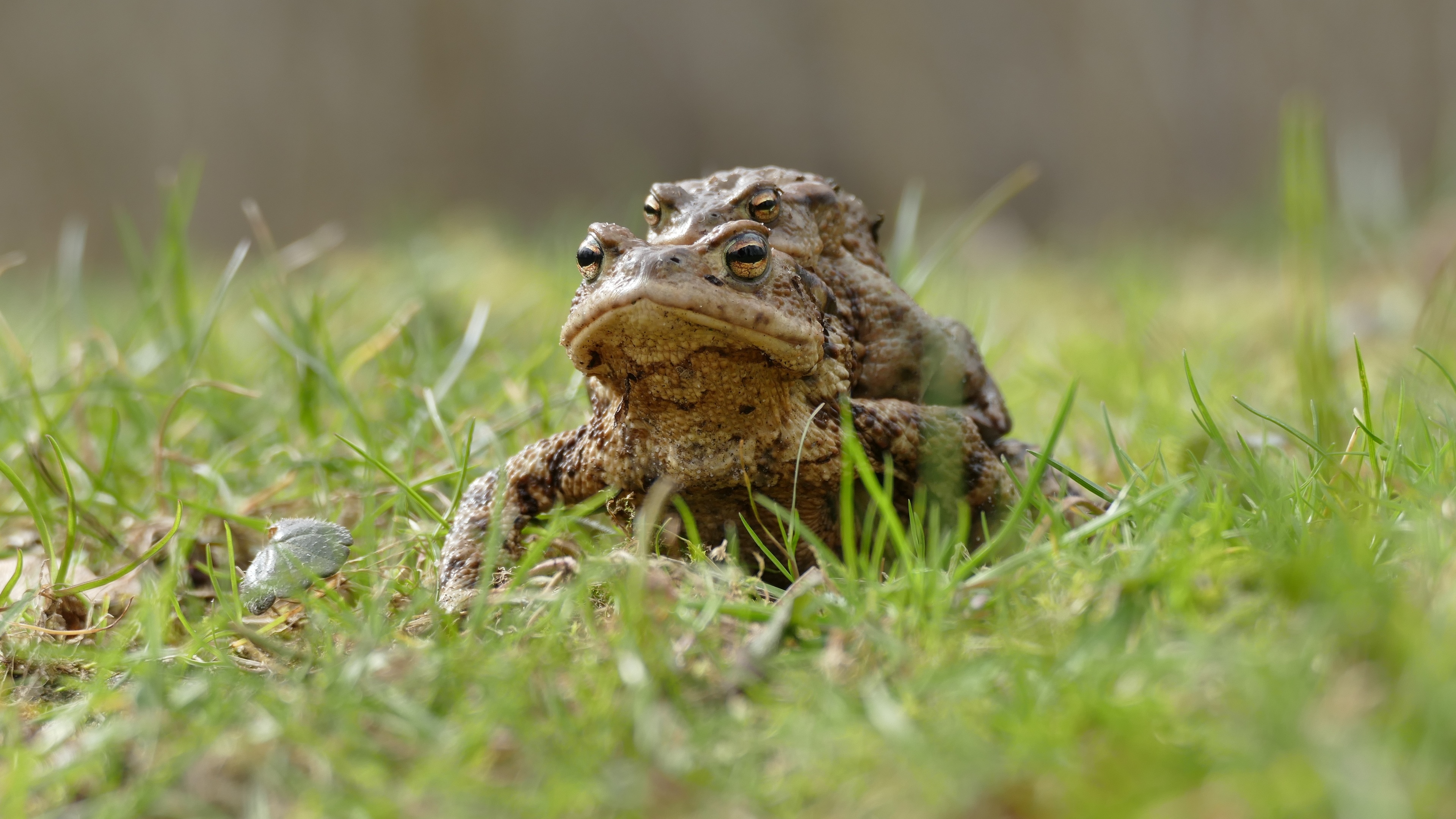 tilt shift photo of two brown frogs on grass grass