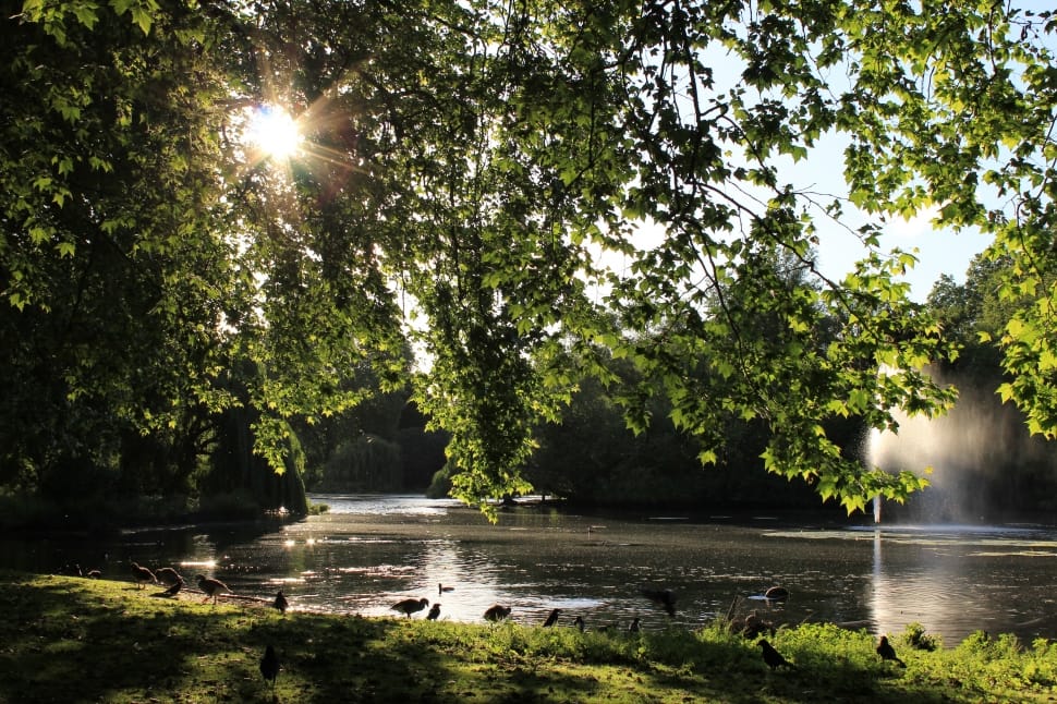 Ducks, Sun, Reflection, Water, Lake, tree, reflection preview