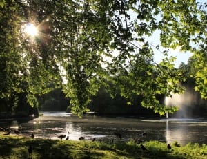 Ducks, Sun, Reflection, Water, Lake, tree, reflection thumbnail