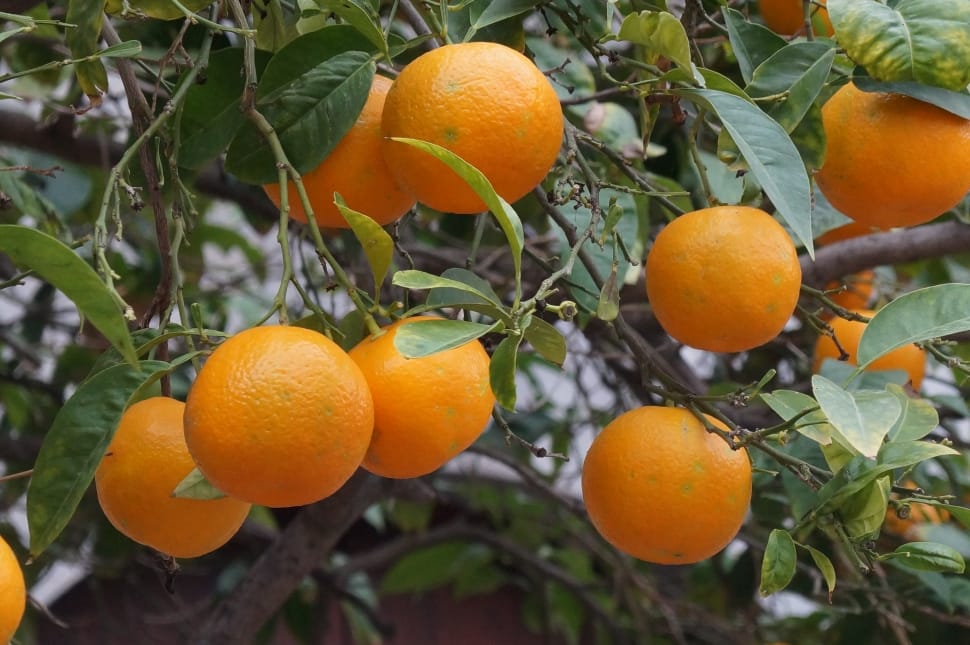 orange fruits preview