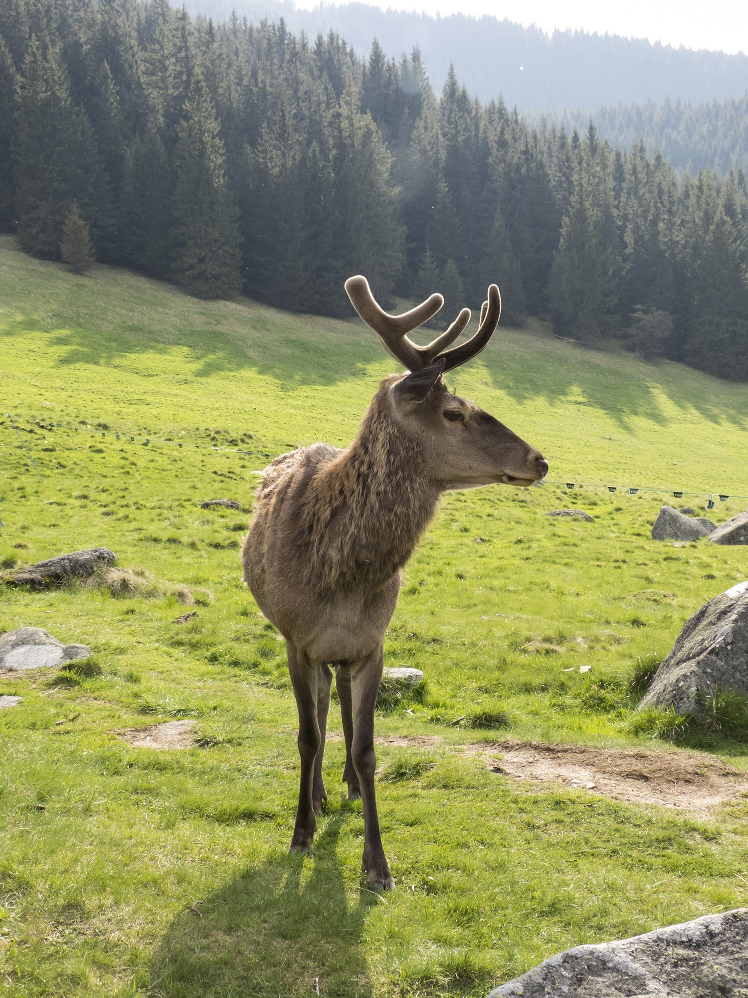 Moose, Animal, Mountains, Forest, View, one animal, animal wildlife