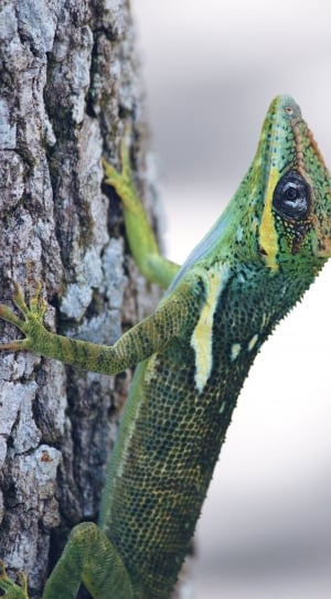 green and black reptile thumbnail