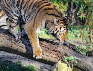 Bengal tiger climbing down a tree thumbnail