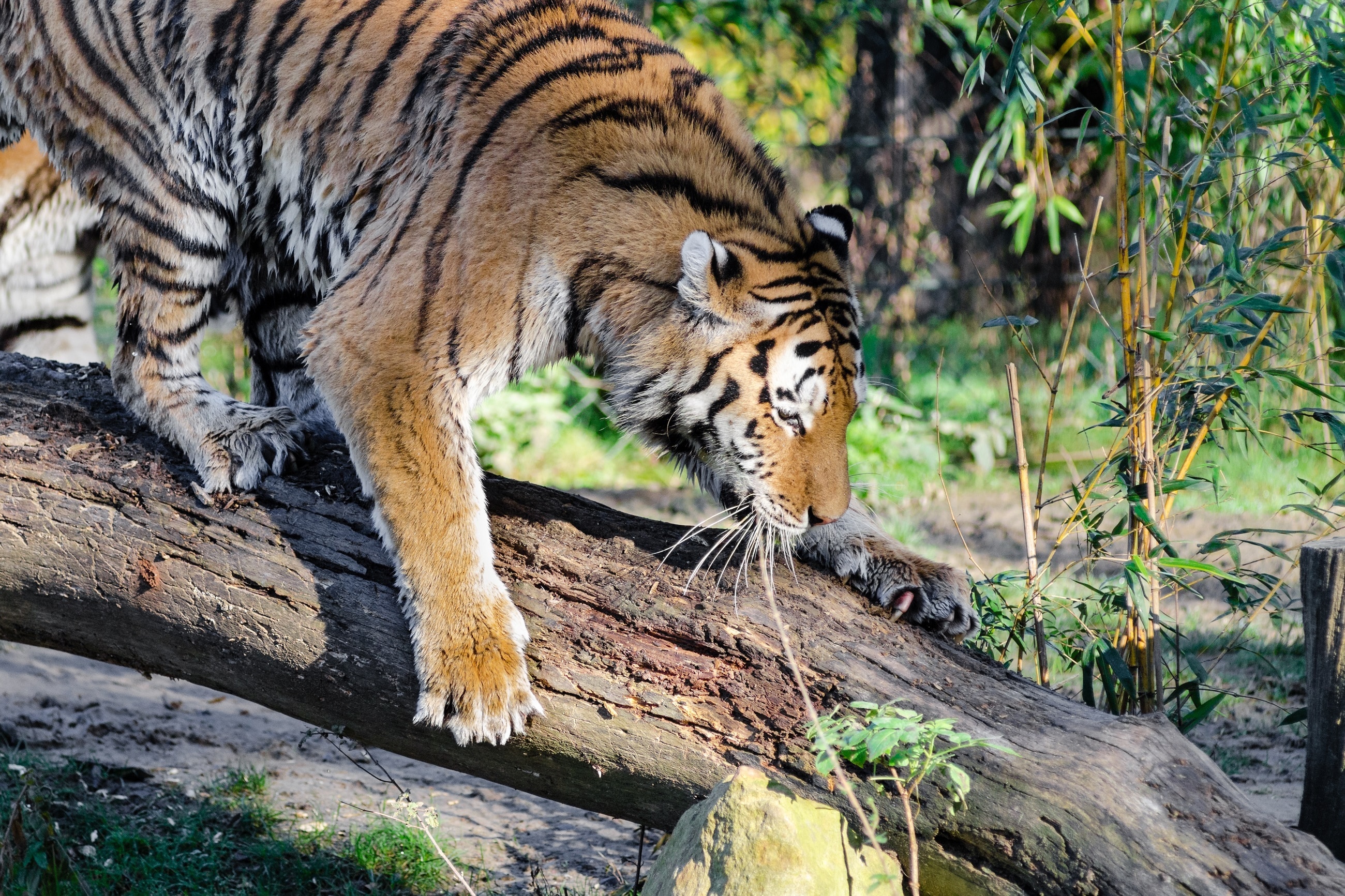 Bengal tiger climbing down a tree