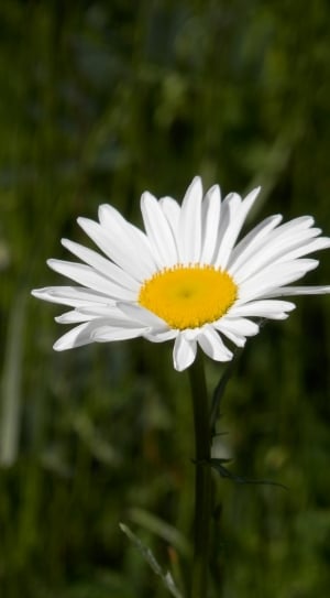 white petaled and yellow stigma flower thumbnail