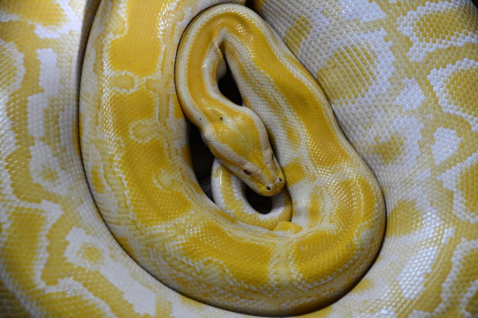 Burmese python preview
