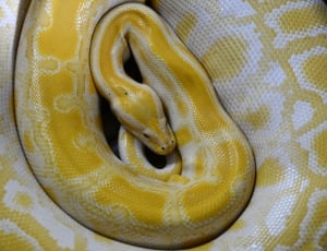 Burmese python thumbnail