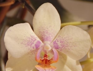 white and purple moth orchid thumbnail