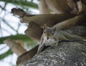 brown squirrel on black tree log thumbnail