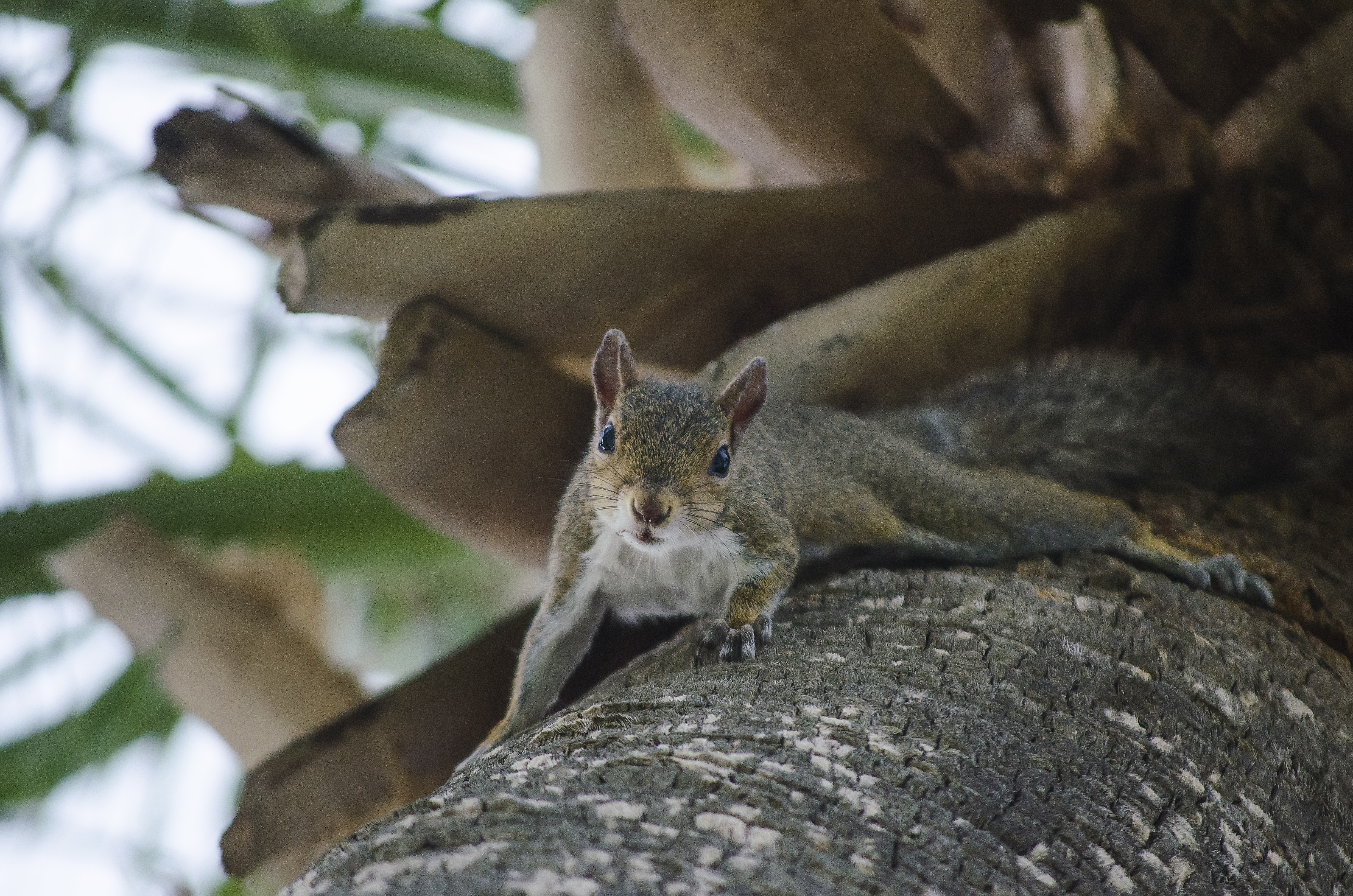 brown squirrel on black tree log
