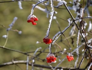 close up and selective focus photograph of red fruit on a snowy setting thumbnail