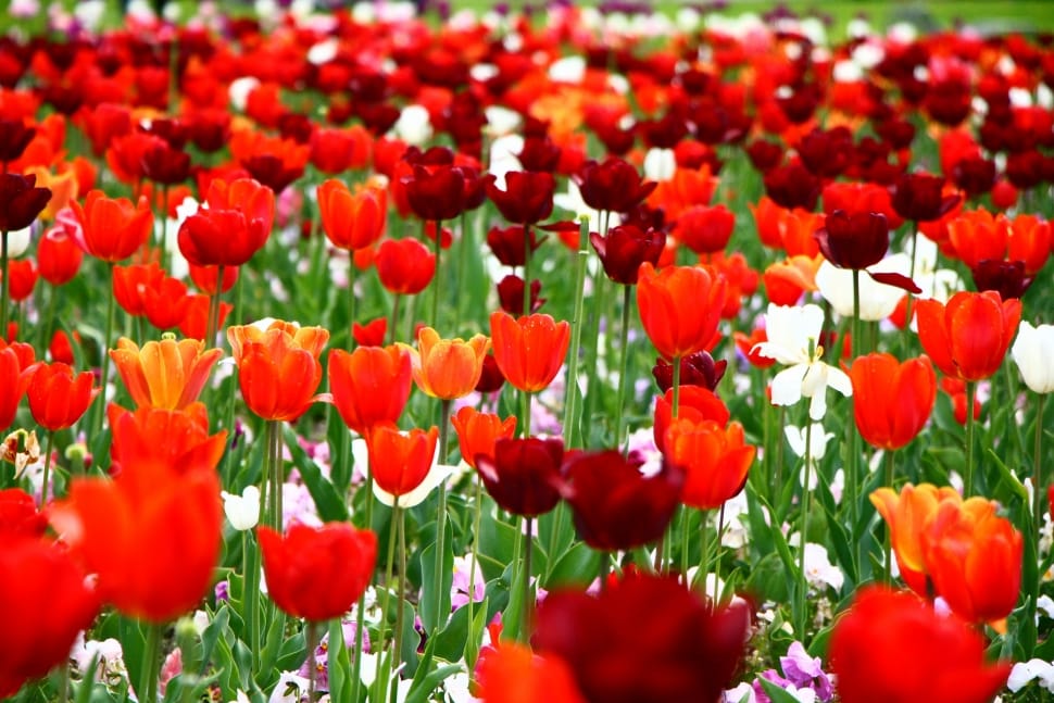 red and orange tulips preview