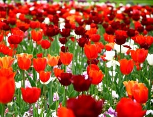 red and orange tulips thumbnail