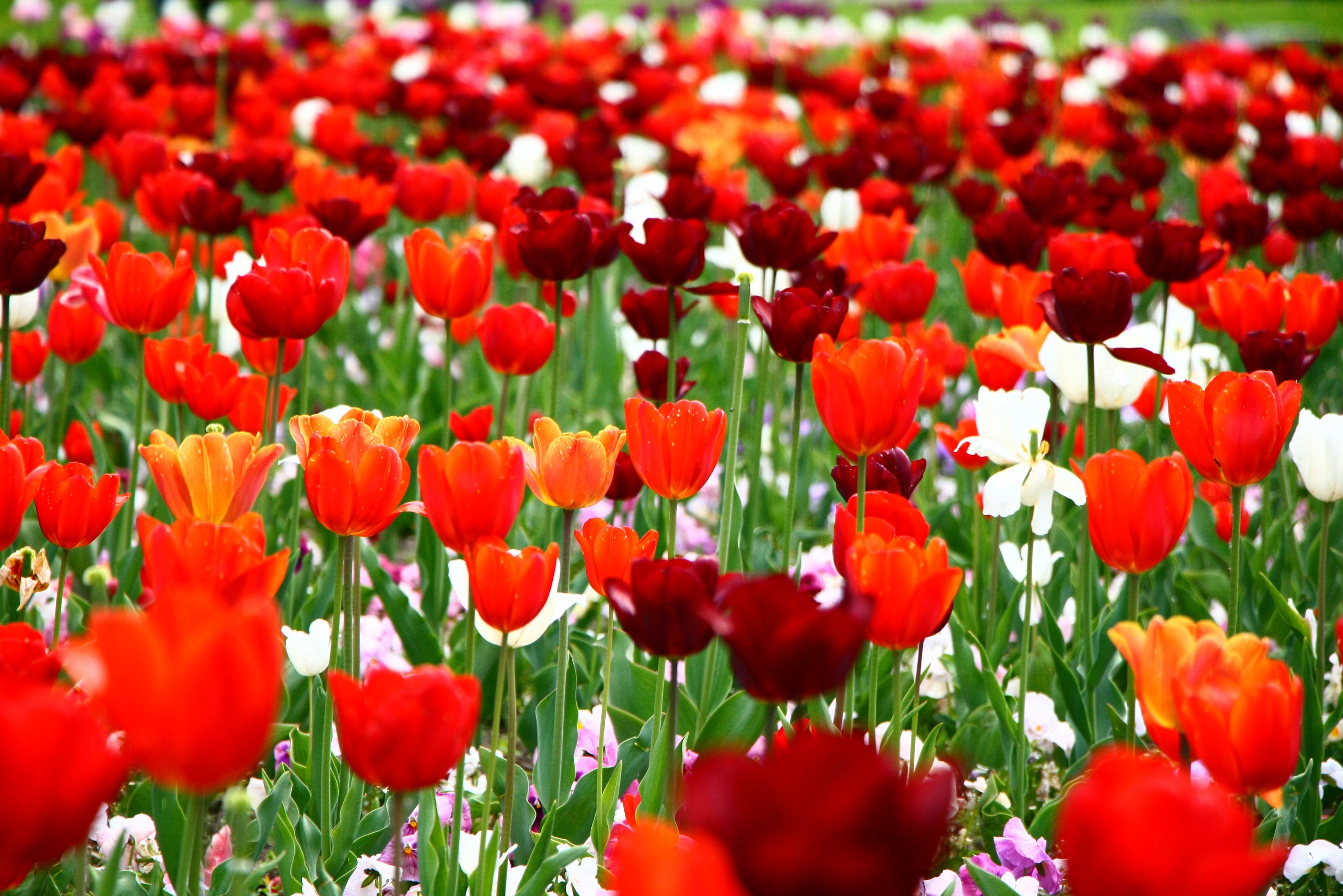red and orange tulips