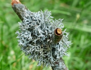 selective focus photo of gray tree moss thumbnail