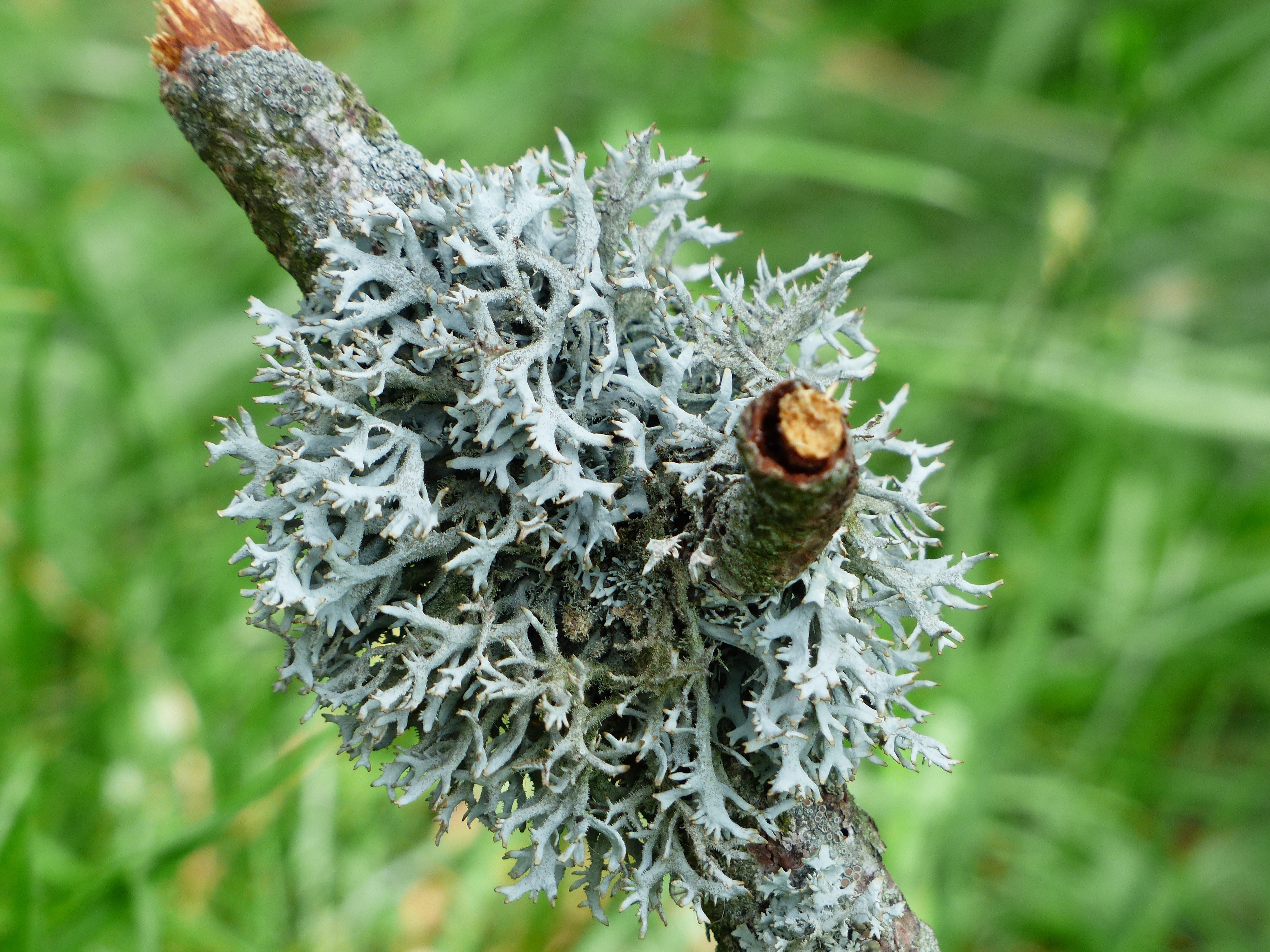 selective focus photo of gray tree moss