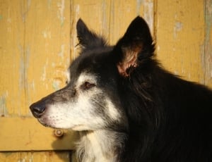 black and white long coat dog near brown wooden wall during daytime thumbnail
