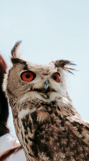 brown and gray owl thumbnail