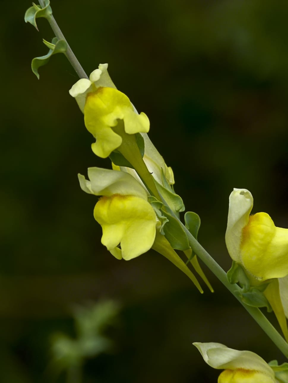 yellow sweet pea preview
