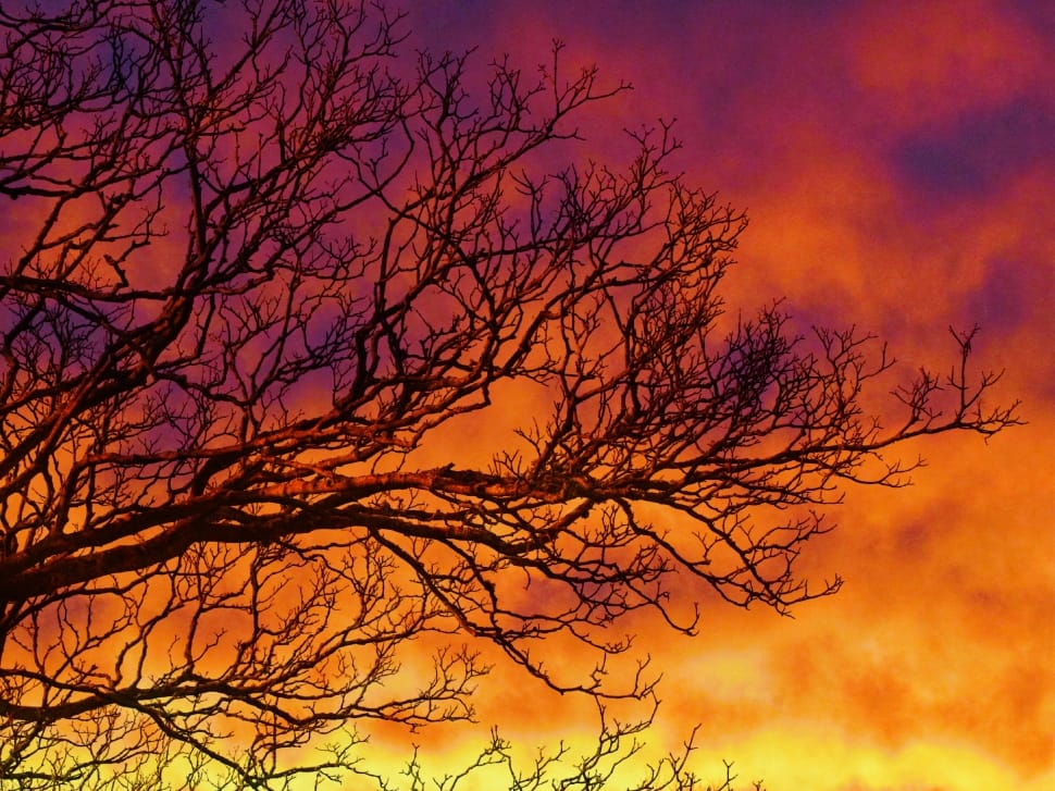 tree branches preview