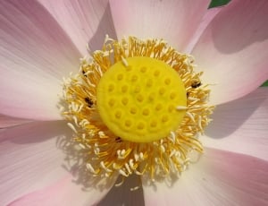 yellow and pink flower thumbnail
