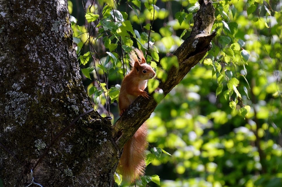 brown squirrel on tree branch during daytime preview