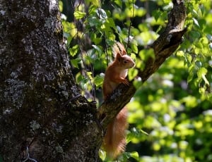 brown squirrel on tree branch during daytime thumbnail