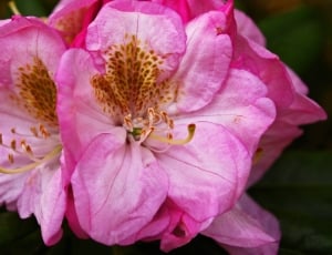 macro photo of pink flower thumbnail