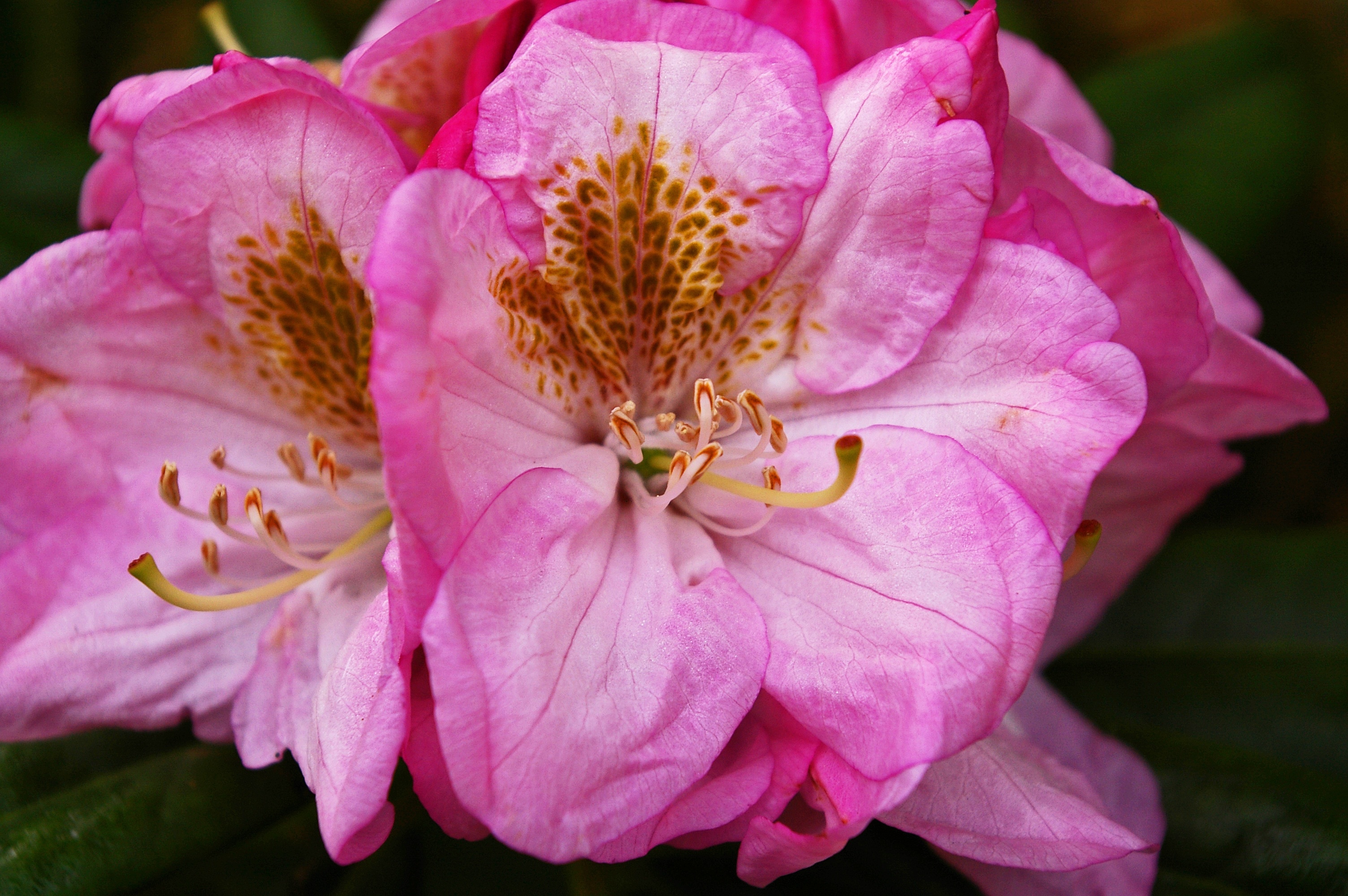 macro photo of pink flower