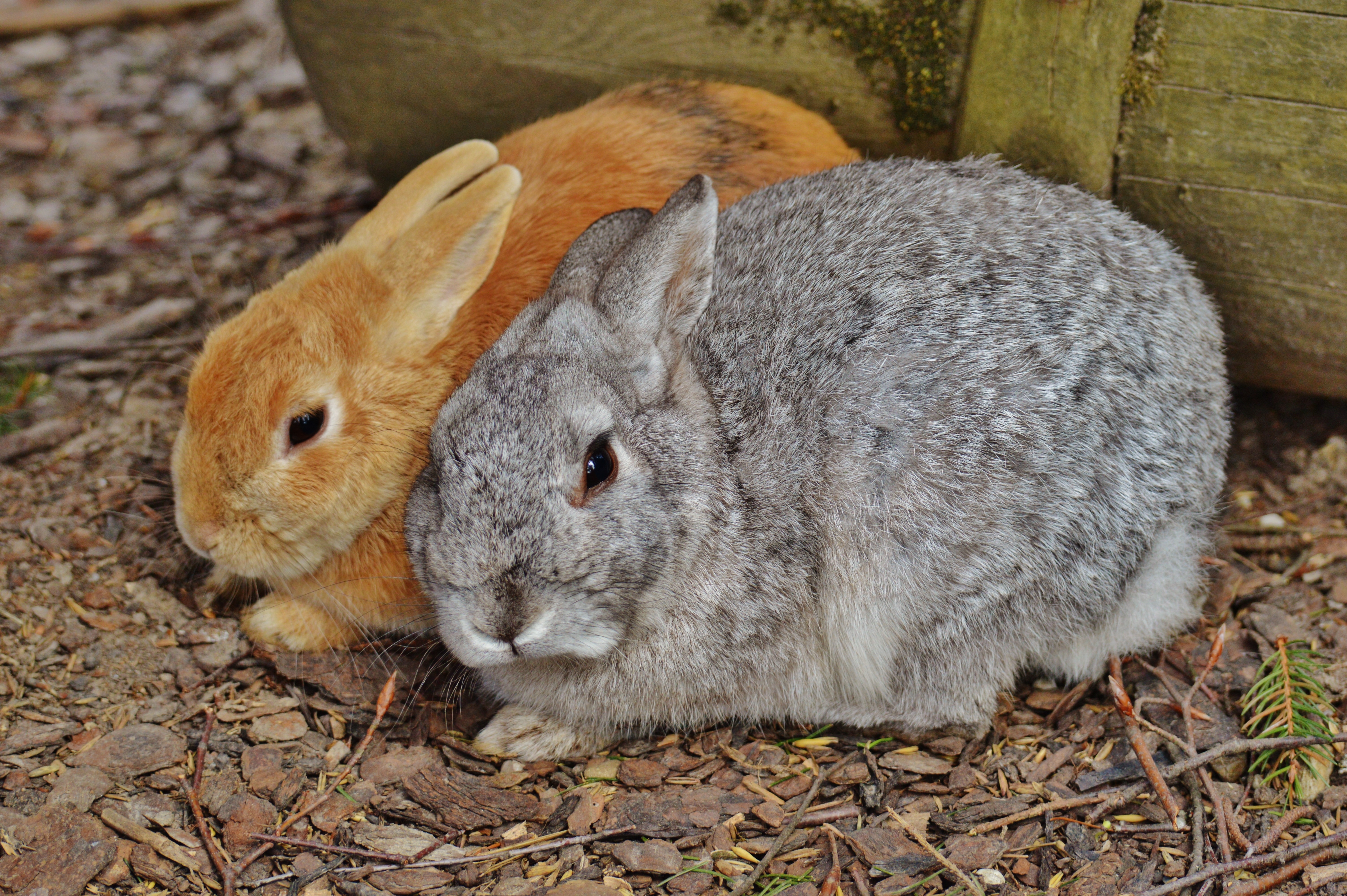 2 brown and grey rabbits