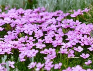 Primula Catchfly, Blossom, Pink, Bloom, flower, growth thumbnail