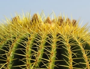 green and yellow cactus thumbnail