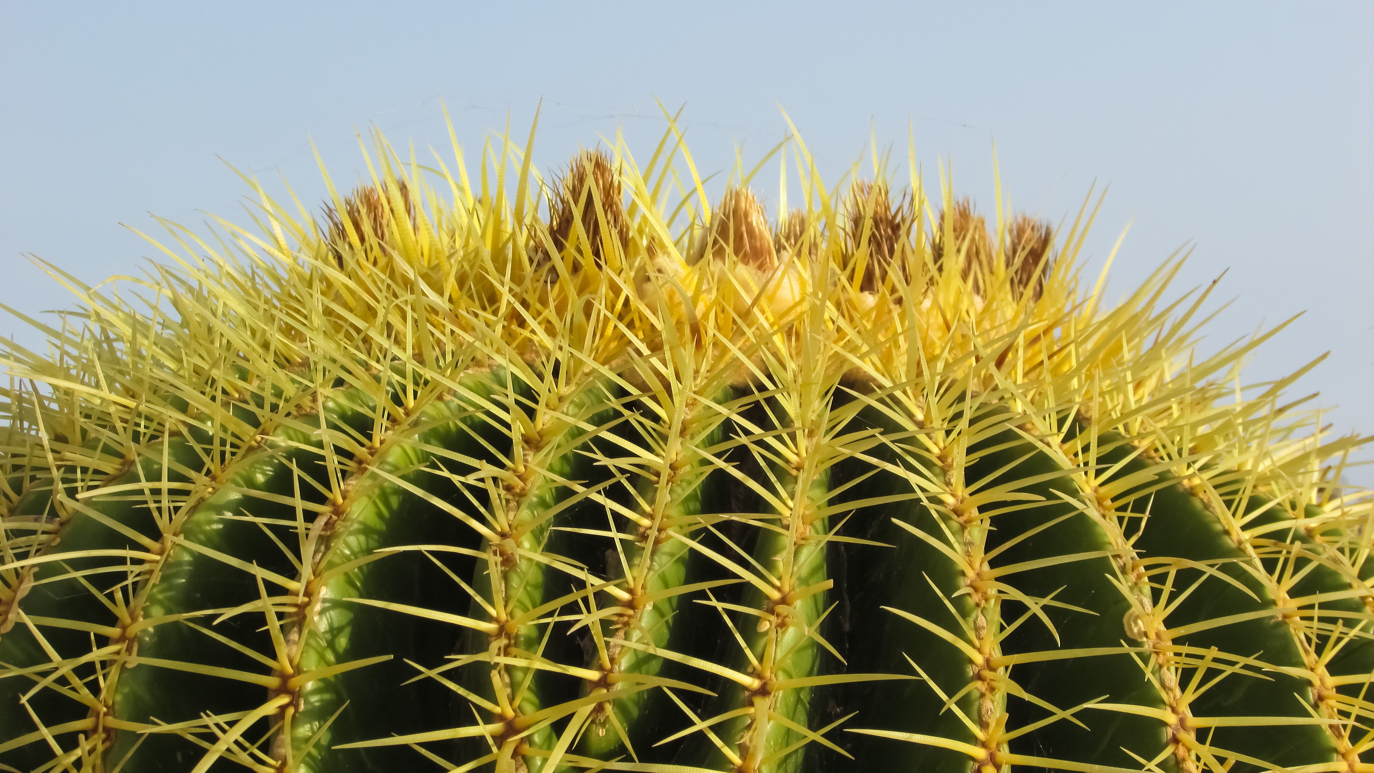 green and yellow cactus