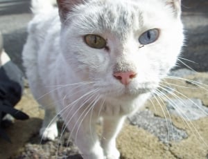 white short-fur cat thumbnail