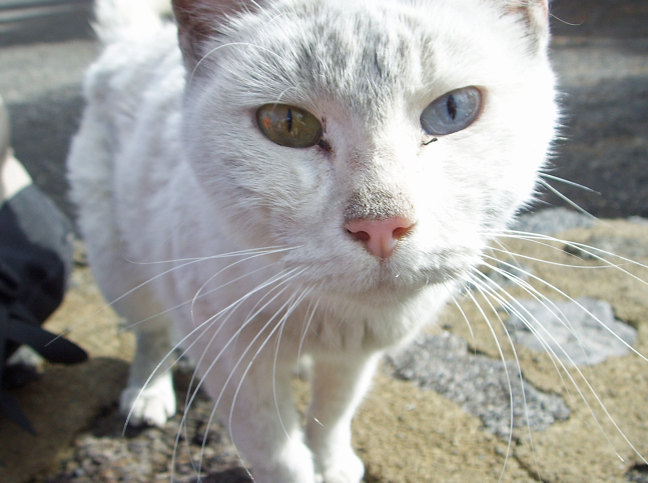 white short-fur cat