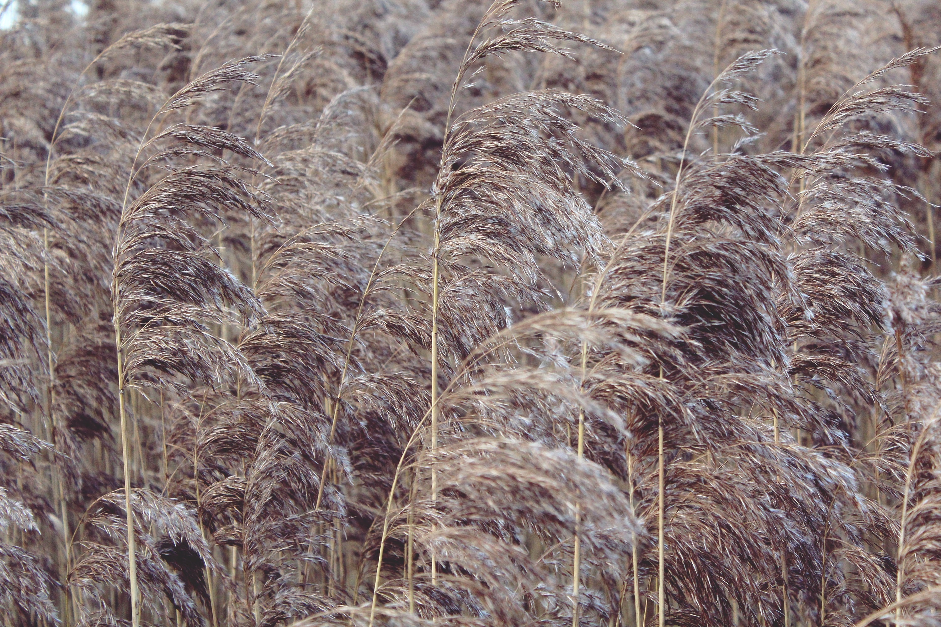 gray and brown leaf plant