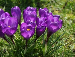 Flowers, Close, Crocus, Purple, Spring, flower, purple thumbnail
