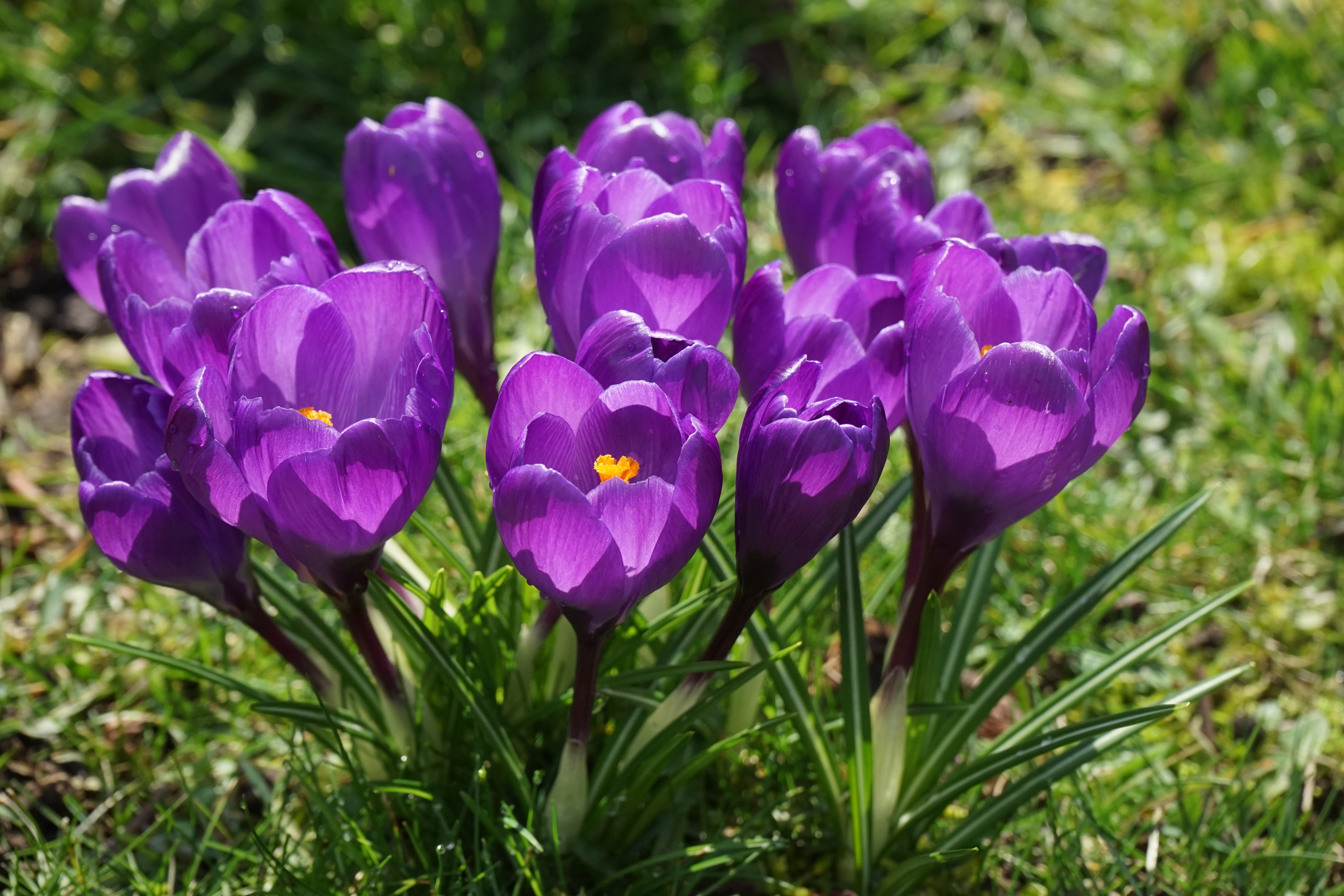 Flowers, Close, Crocus, Purple, Spring, flower, purple