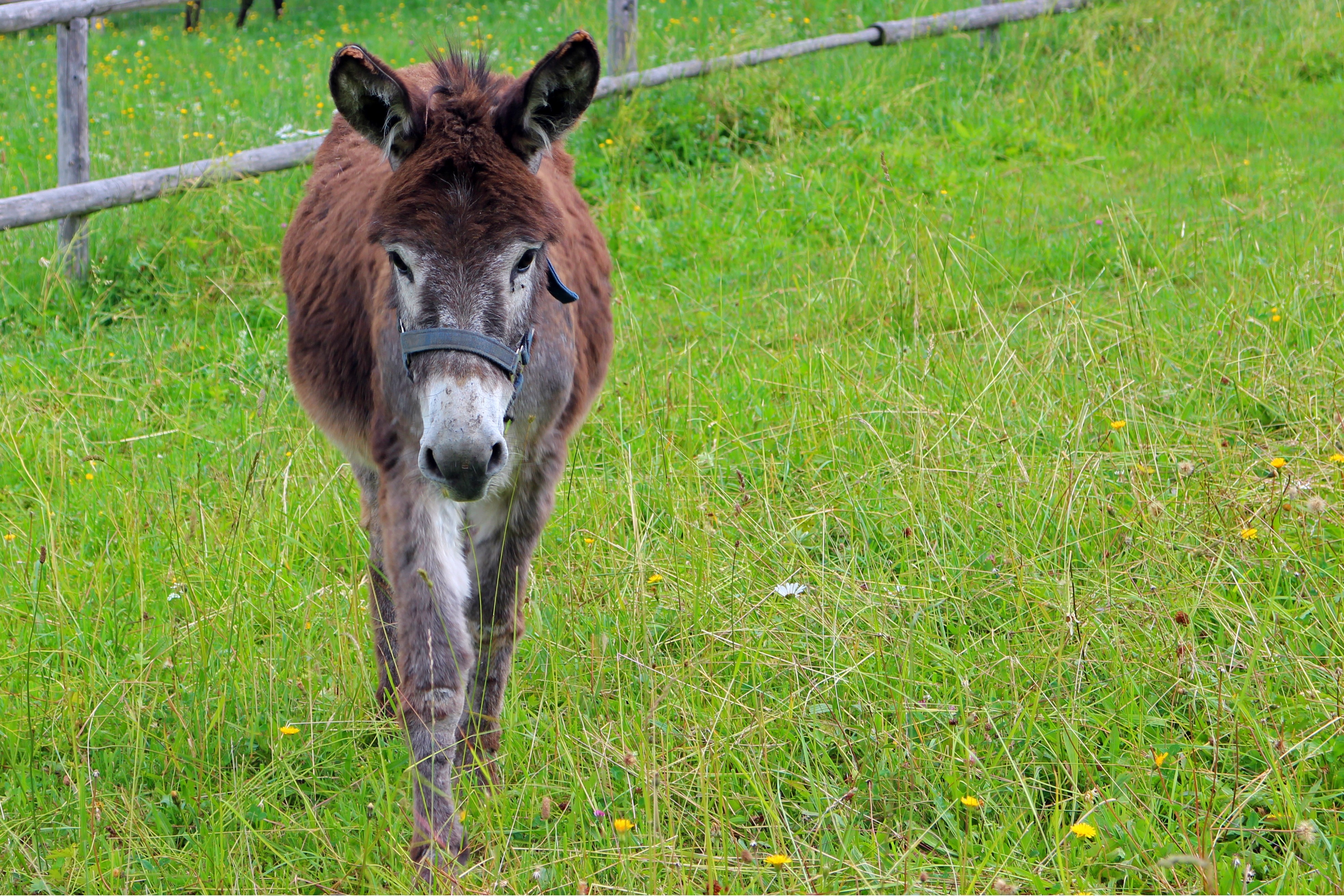 brown and gray donkey