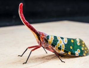 green and red winged insect thumbnail