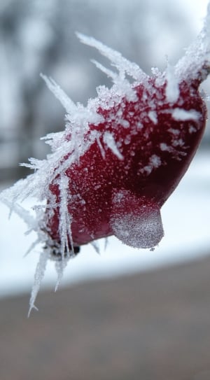 snow covered red fruit thumbnail