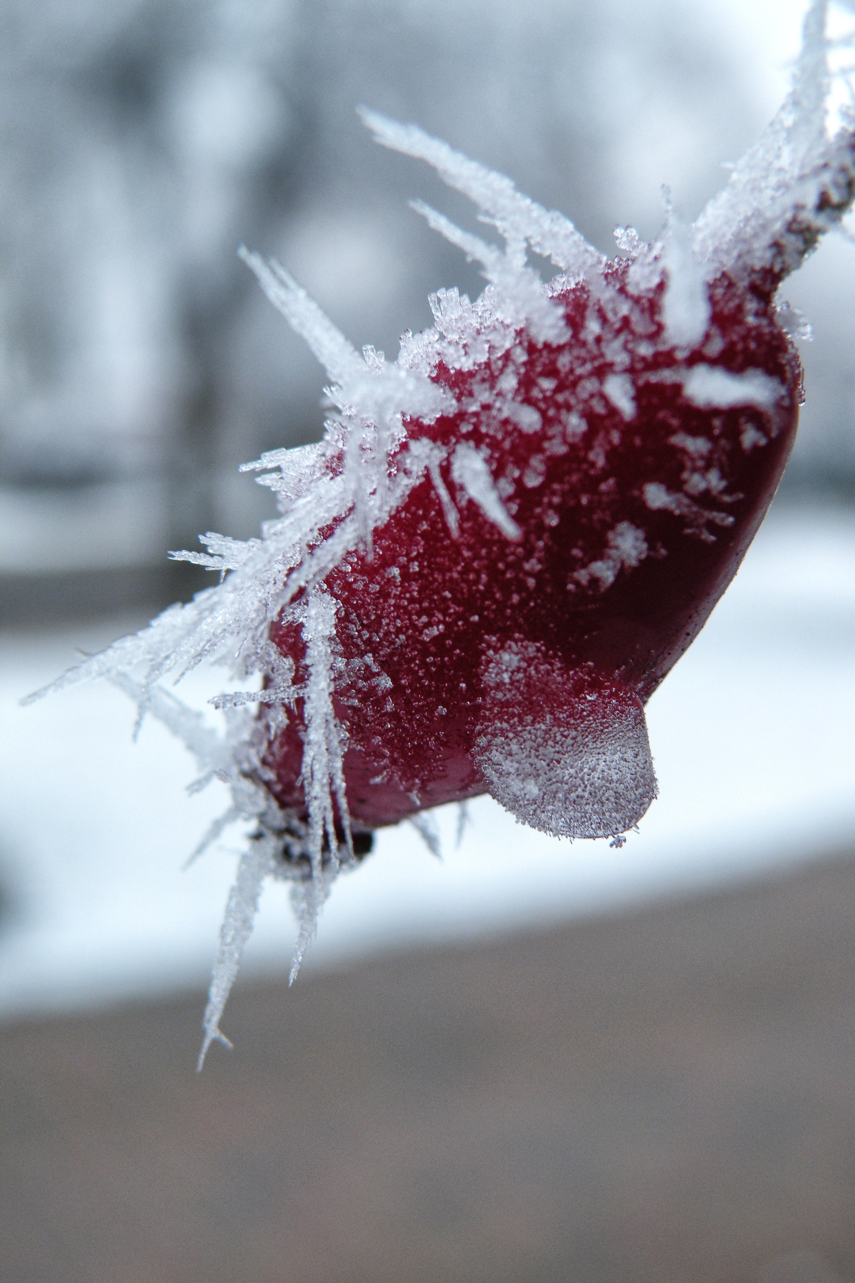 snow covered red fruit