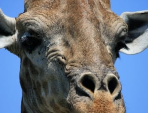 giraffe head thumbnail