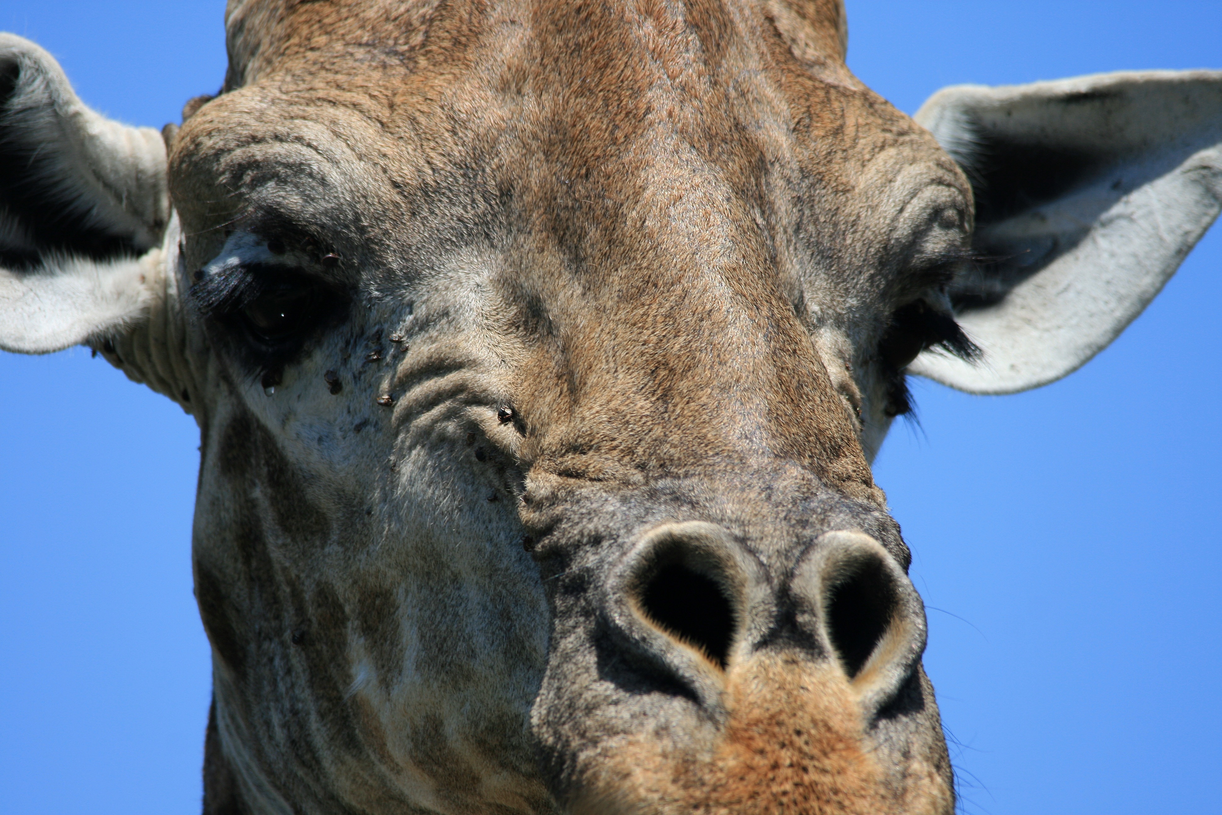 Крупное жвачное. Нос жирафа. Жираф голова. Животные крупным планом. Носы животных.
